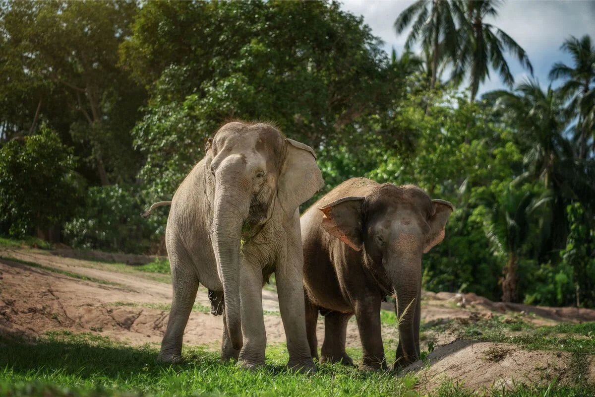 Elephants at Samui Elephant Jungle Sanctuary during an ethical elephant experience in Koh Samui