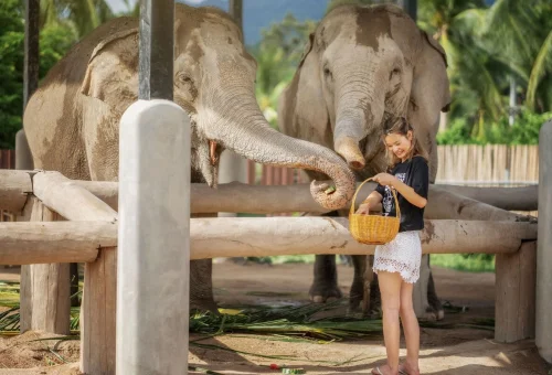 Visitor feeding an elephant during the Samui Elephant Jungle Sanctuary Premium Experience