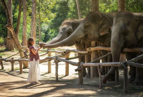 Samui Elephant Sanctuary Feeding Elephants 02