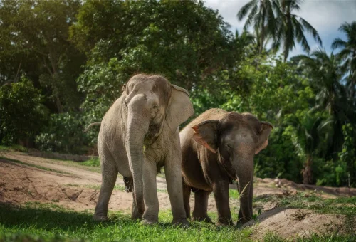 samui-elephant-jungle-sanctuary-elephants-koh-samui-06