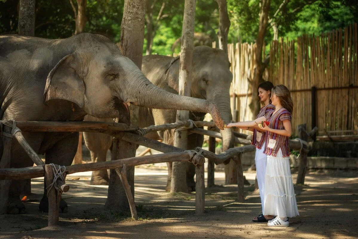 Visitors feeding elephants at Elephant Jungle Sanctuary Samui during an ethical elephant experience