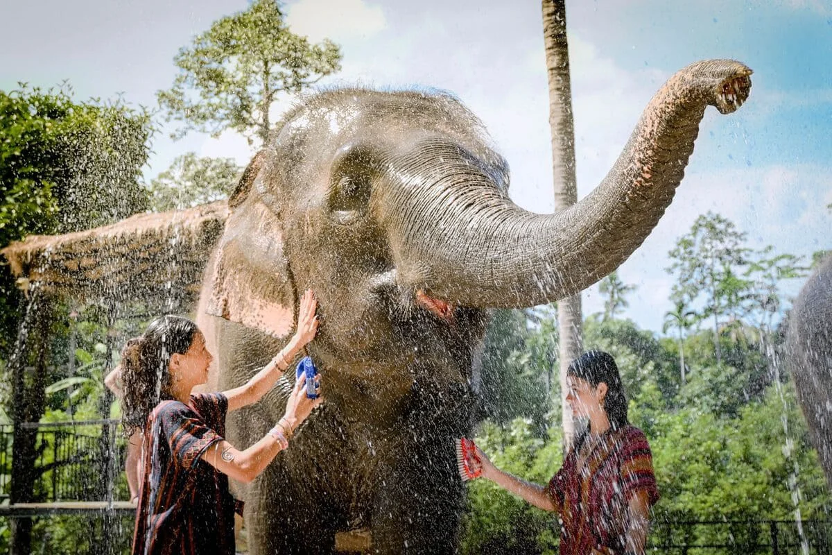Samui Elephant Jungle Sanctuary Elephant Shower 03