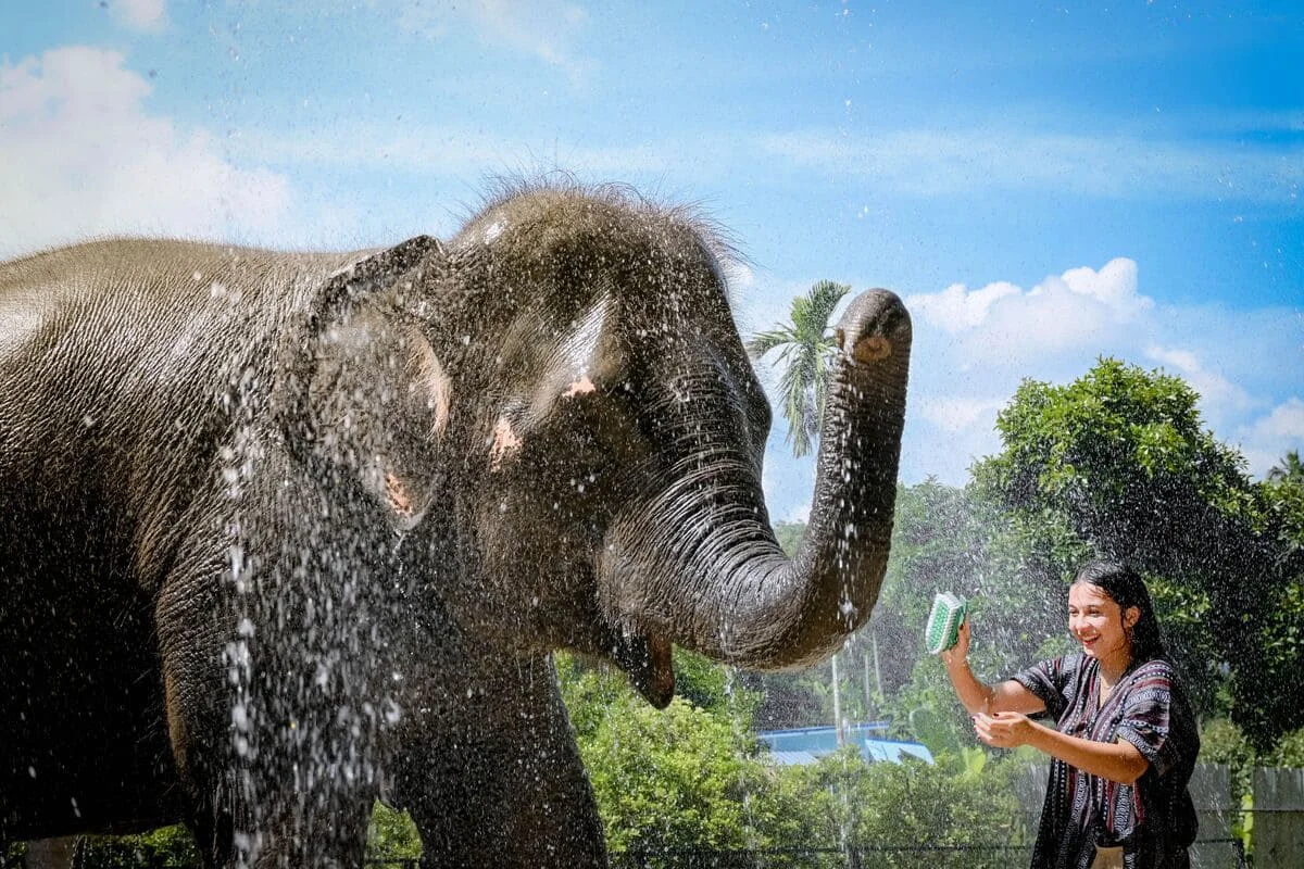 Woman enjoying an elephant shower and bathing experience in Koh Samui Thailand