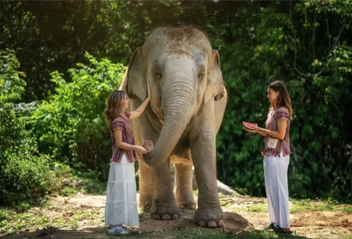 samui-elephant-feed-and-connect-experience-02