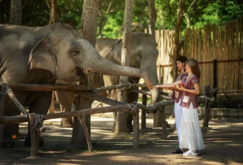 Samui Elephant Jungle Sanctuary Feed Elephants 01