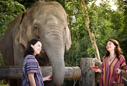 Feed Elephants Elephant Jungle Sanctuary Samui 05