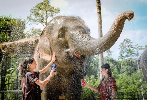 samui-elephant-jungle-sanctuary-elephant-shower-03