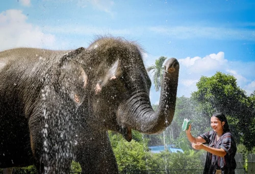 Koh Samui Elephant Shower Experience 04