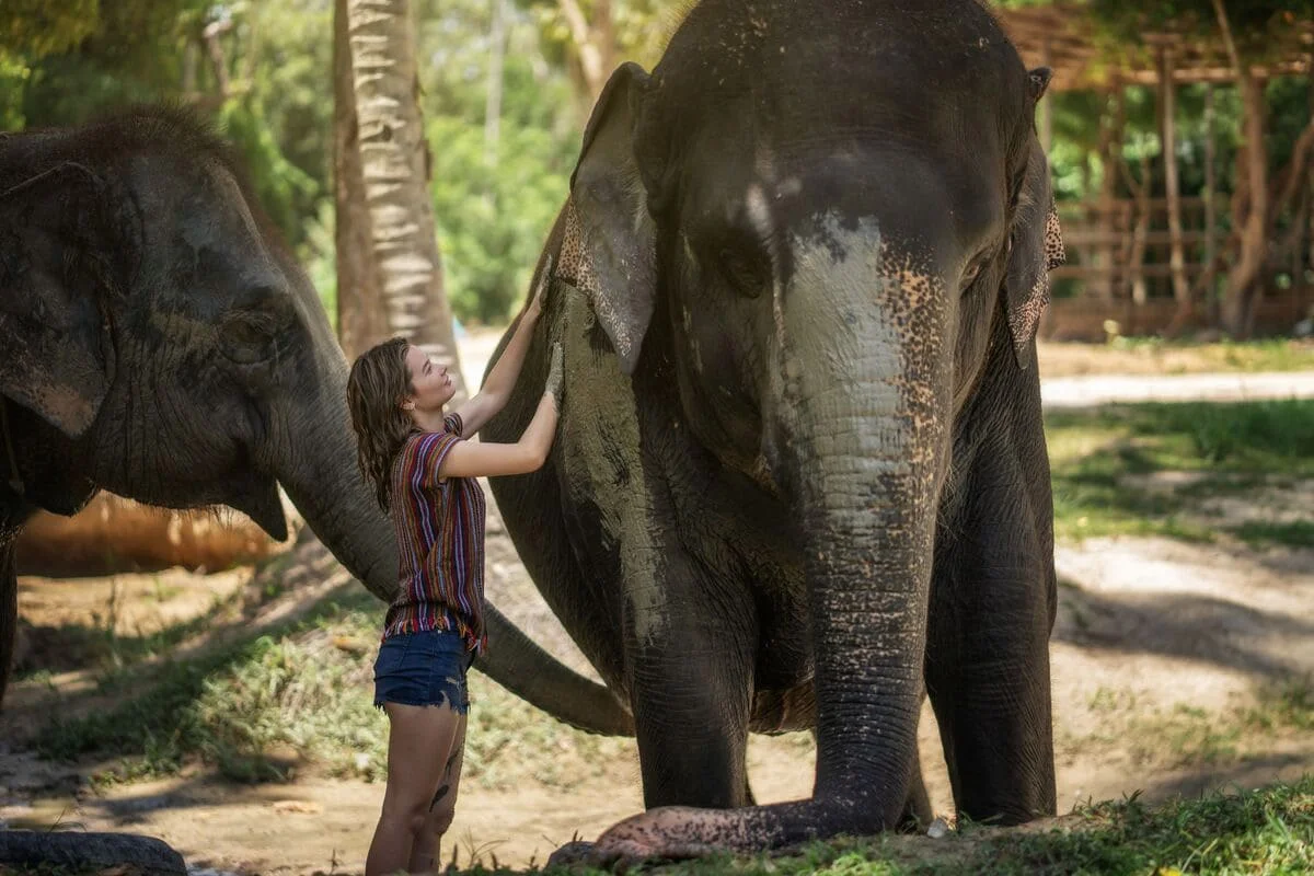 Visitor interacting with an elephant during a half-day experience in Koh Samui
