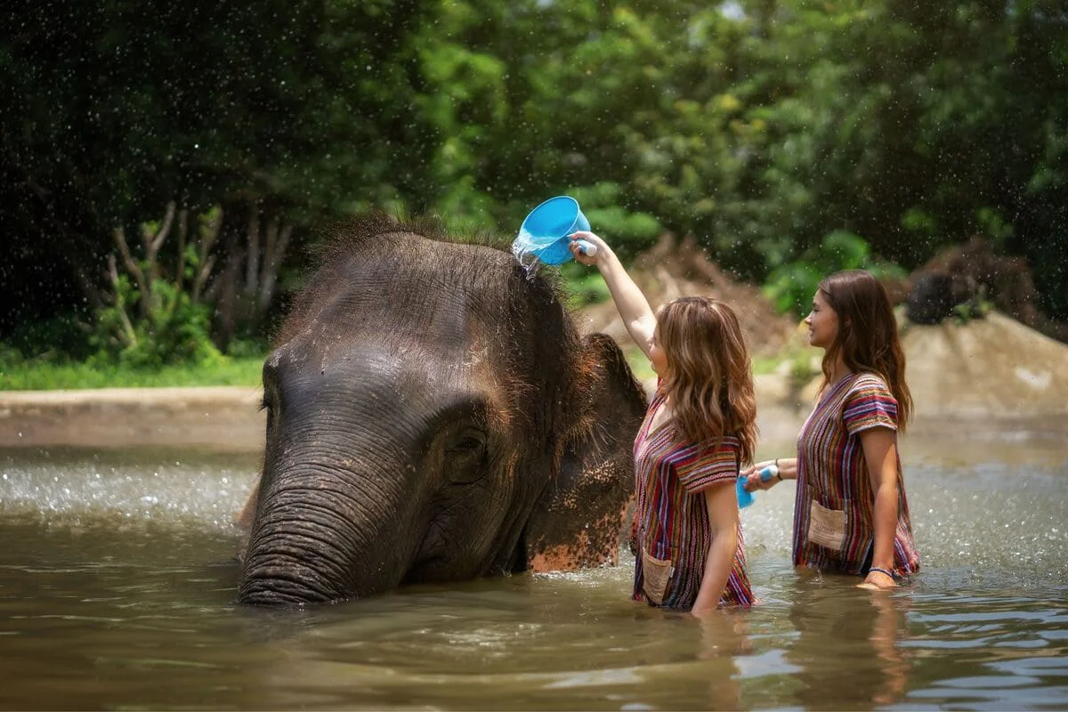 Visitors enjoying a water experience with an elephant at Samui Elephant Jungle Sanctuary