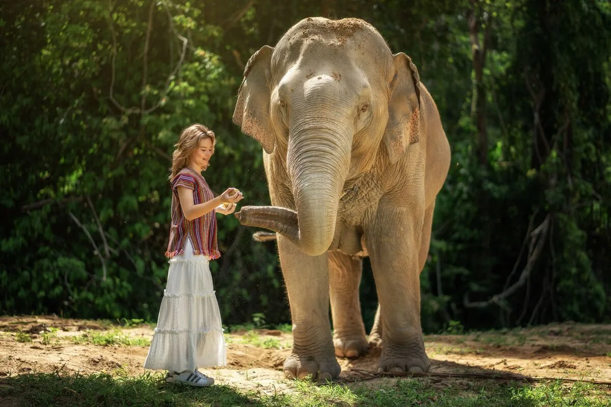 Samui Elephant Jungle Sanctuary Feeding Experience