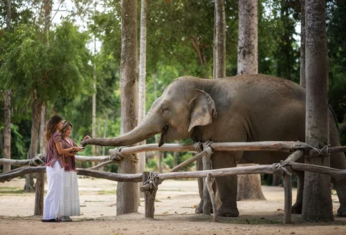 samui-elephant-sanctuary-feed-elephant