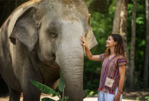 Koh Samui Elephant Close Interaction