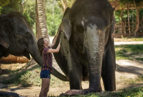 Samui Elephant Sanctuary Half Day Elephant Care