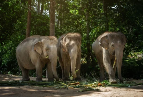 koh-samui-elephant-sanctuary-elephants-feeding
