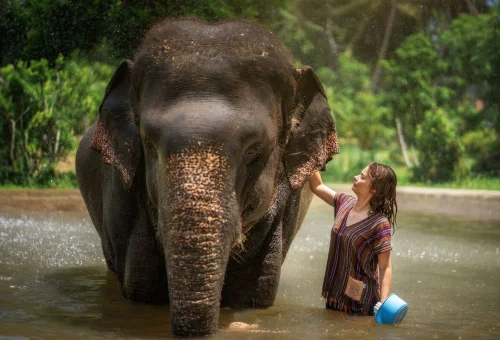 Visitor bathing with an elephant during an ethical Koh Samui elephant experience
