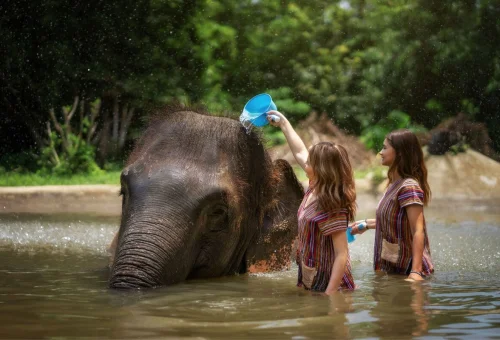 Samui Elephant Jungle Sanctuary Water Experience