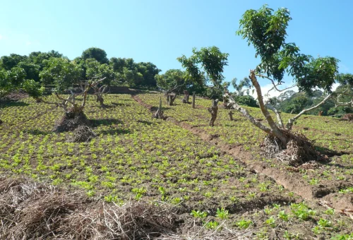 Agricultural fields and traditional farming landscape at Doi Pui