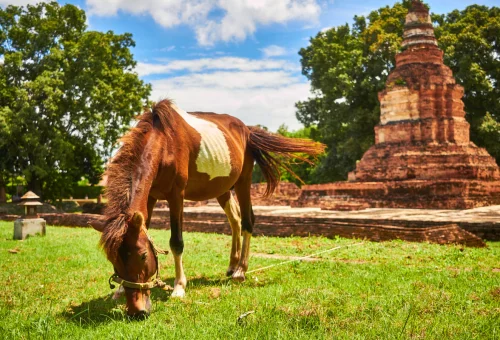 wiang-kum-kam-horse-drawn-carriage-chiang-mai-tour
