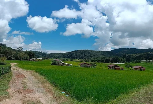 doi-inthanon-karen-village-rice-fields-chiang-mai