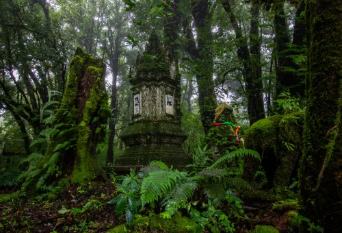 doi-inthanon-national-park-mossy-forest-chiang-mai
