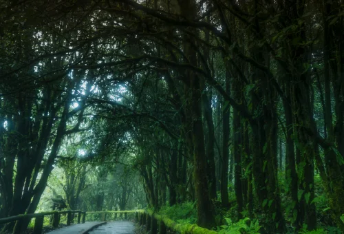 Lush forest trail in Doi Inthanon National Park Chiang Mai Thailand
