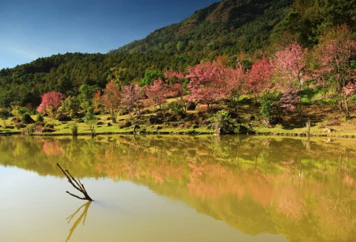Mountain lake and flowering trees in Doi Inthanon National Park