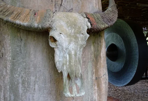 Buffalo skull display at Baan Dam Museum Chiang Rai