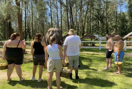 Visitors feeding elephants during a Khao Lak elephant experience in Thailand