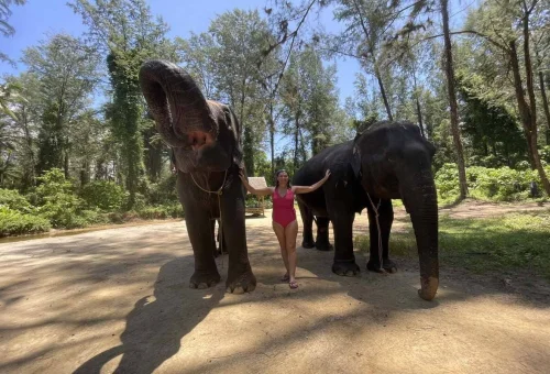khao-lak-elephant-experience-elephants