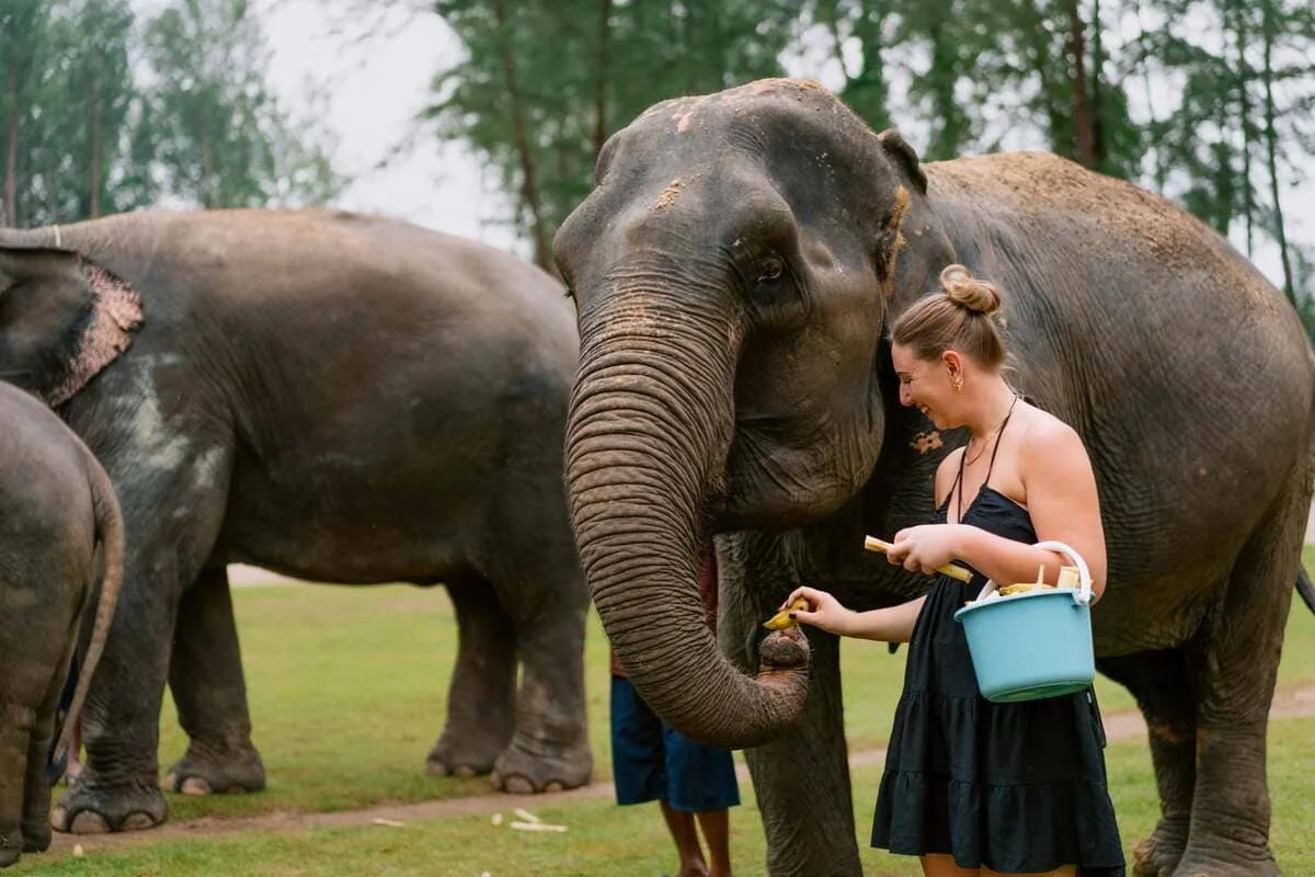 Family group enjoying an elephant feeding experience in Khao Lak Thailand