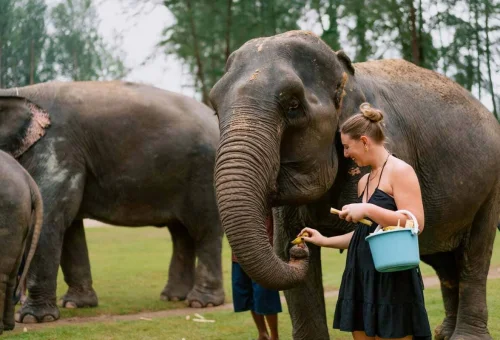 Khao Lak Elephant Feeding Family Experience