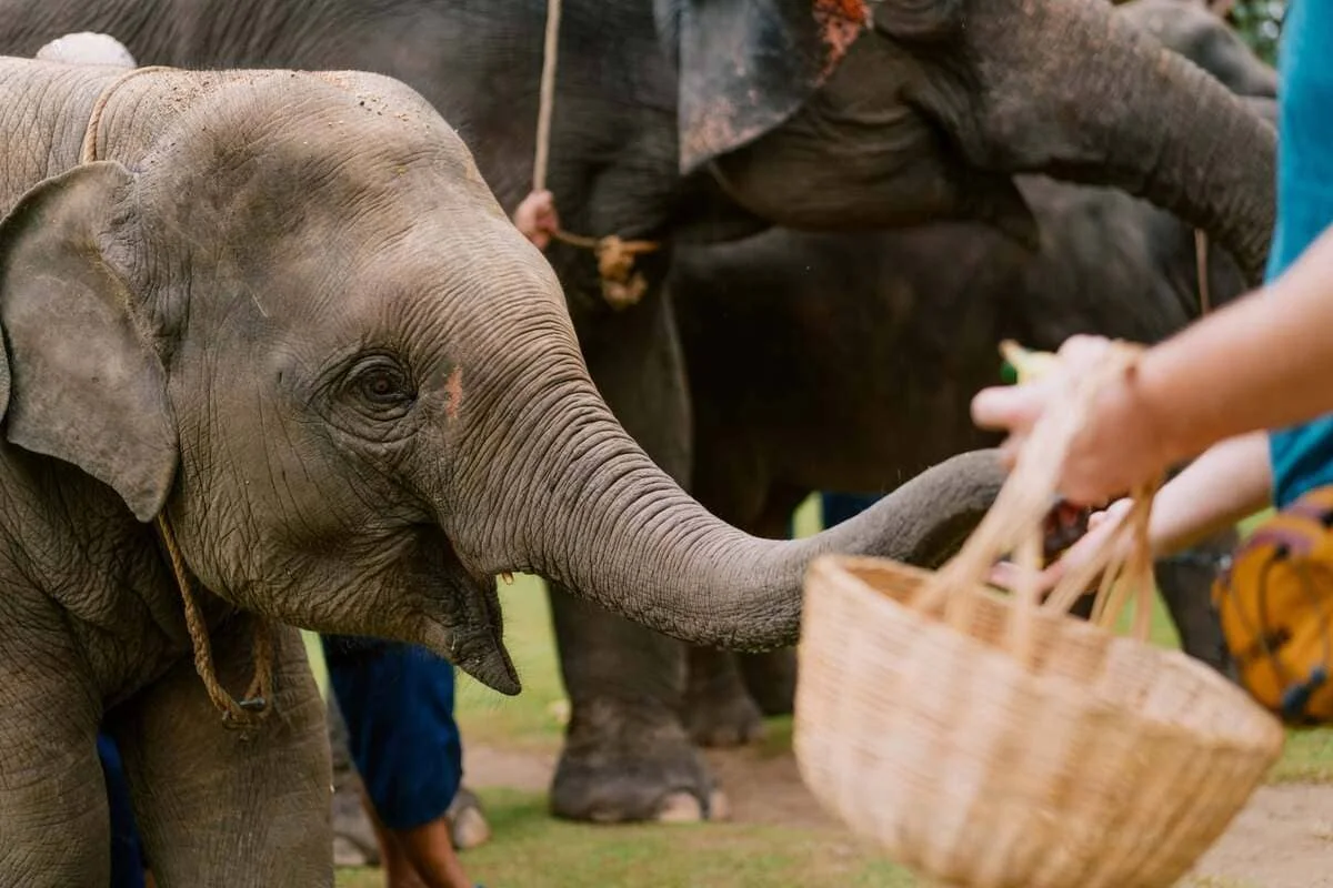 Khao Lak Elephant Experience Thailand