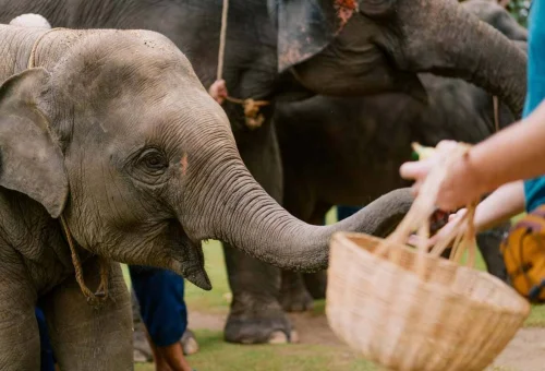 Visitors meeting elephants during a Khao Lak elephant experience in Thailand
