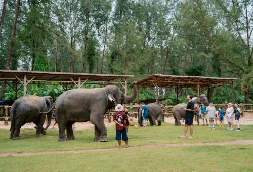 khao-lak-elephant-feeding-elephants-thailand