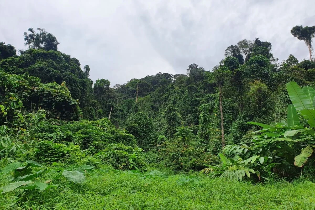 Dense tropical rainforest in Phang Nga Province near Khao Lak, Thailand