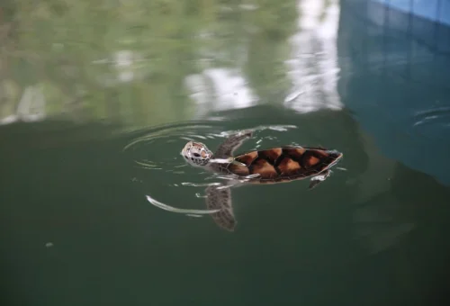 khao-lak-sea-turtle-conservation-centre-young-turtles
