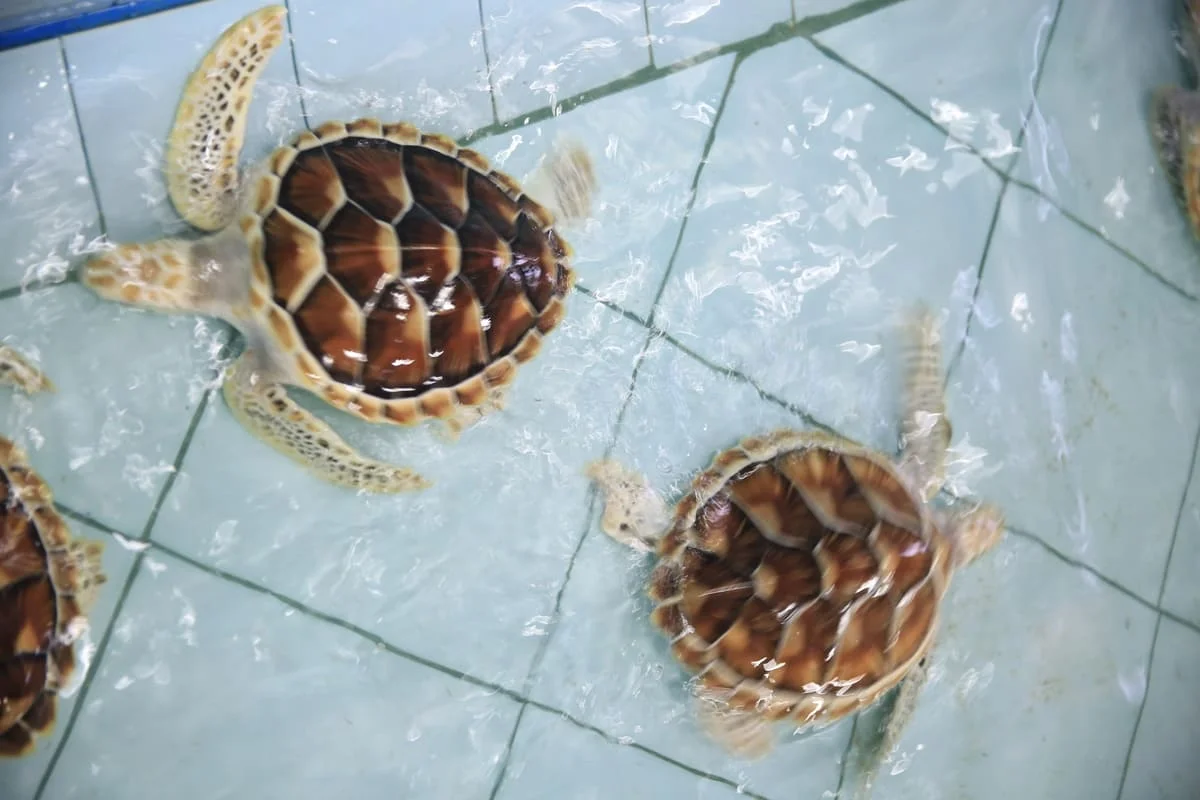 Sea turtle swimming at a turtle conservation centre near Khao Lak, Thailand