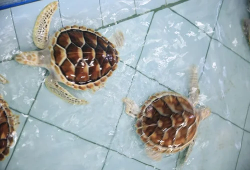 Khao Lak Turtle Conservation Centre Sea Turtle