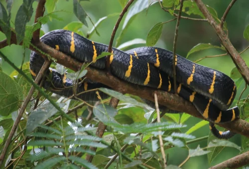 Wildlife spotted among the trees in the tropical rainforest of Khao Sok National Park