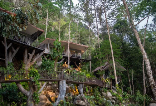 Elevated accommodation surrounded by lush tropical forest at Rock and Treehouse Resort