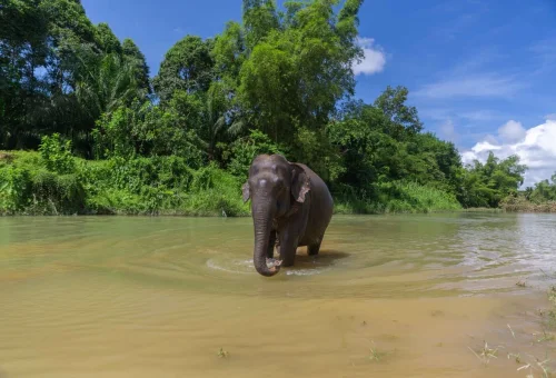 Asian elephant standing in a river during a Khao Sok wildlife and jungle experience