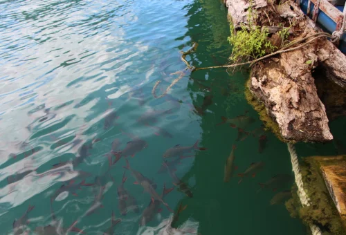 Fish swimming in the clear water near the rocky shore of Cheow Lan Lake, Khao Sok