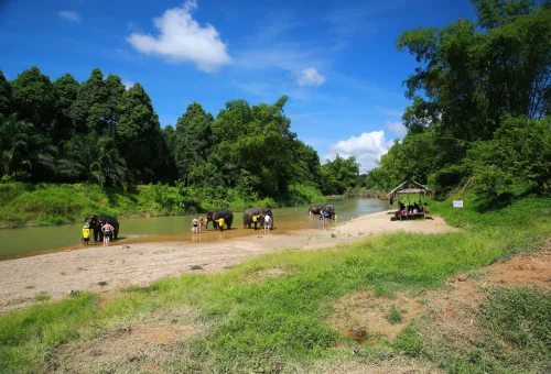 Visitors enjoying an elephant encounter beside a river during a Khao Sok jungle tour