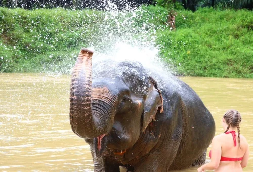 Asian elephant splashing water during an elephant bathing experience in Khao Sok