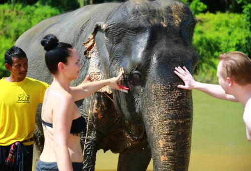 Visitors standing close to an Asian elephant during a guided Khao Sok elephant encounter