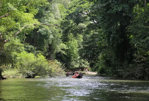 Visitors canoeing along the Sok River through lush tropical rainforest in Khao Sok