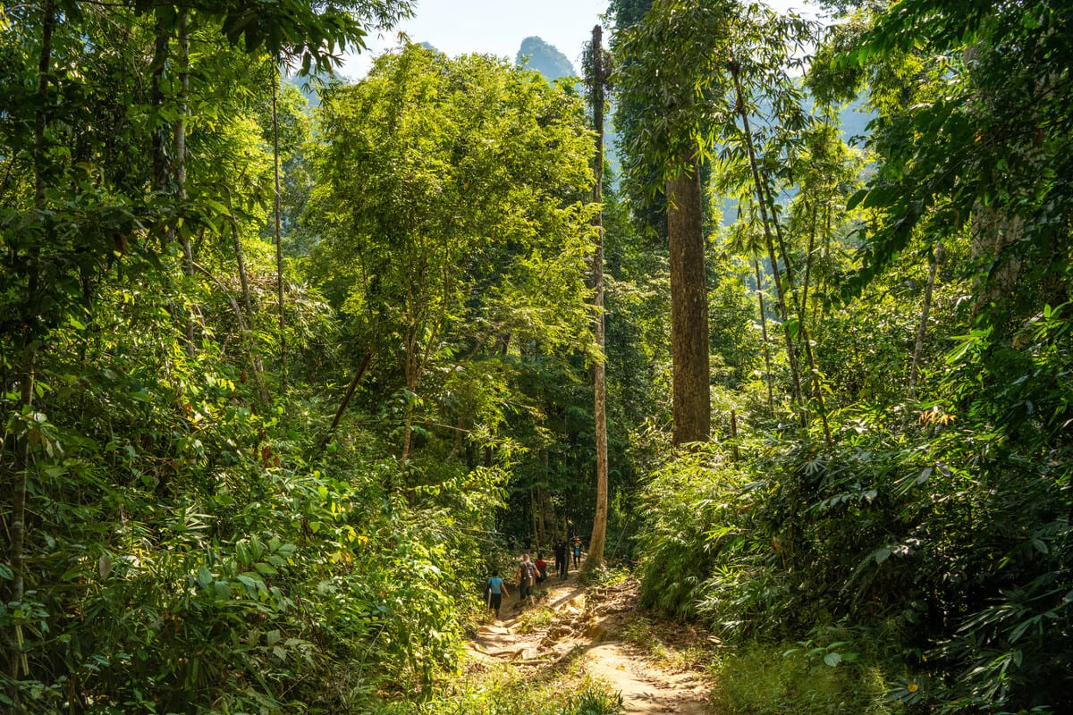 Visitors trekking along a forest trail through the tropical rainforest of Khao Sok National Park