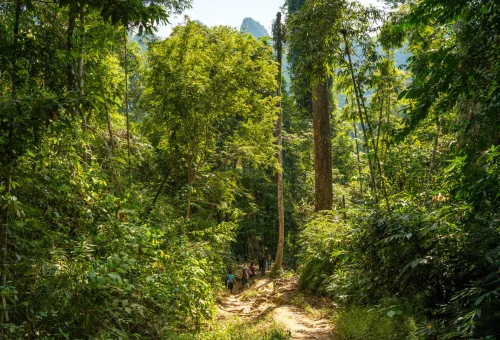 Visitors trekking along a forest trail through the tropical rainforest of Khao Sok National Park