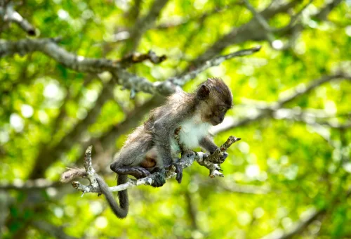 phi-phi-islands-x-large-the-early-bird-phuket-travel-store-33